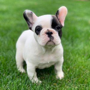 frenchton puppies for sale
