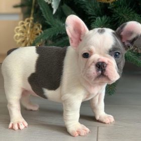 blue eyed french bulldogs