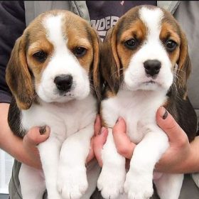 beagles for sale