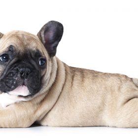 french bulldog puppies near me