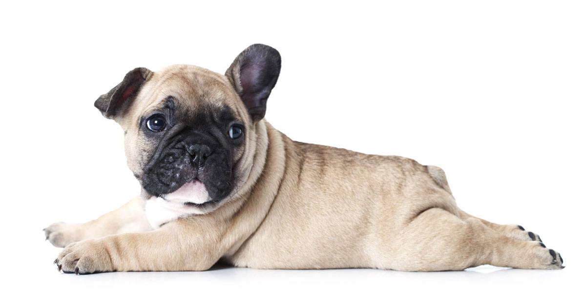 French Bulldog Puppies