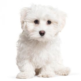 Maltese puppies for sale