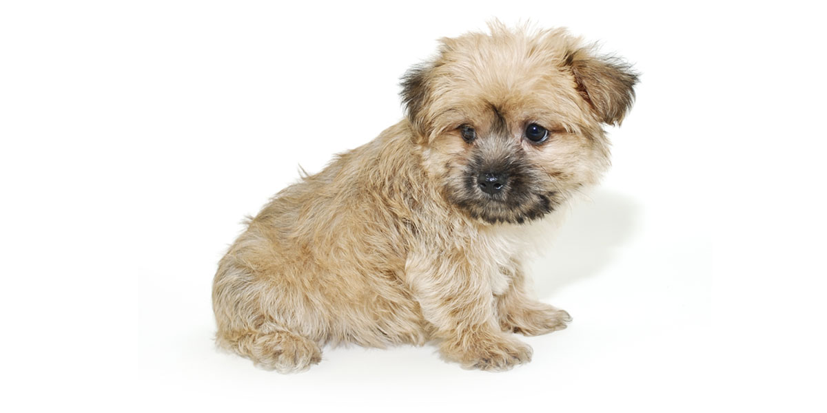 Morkie Puppies