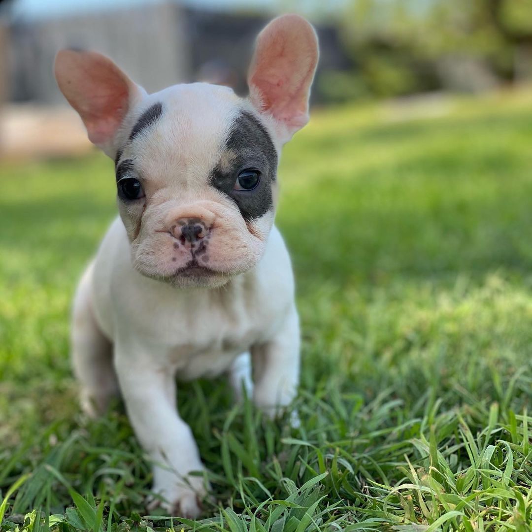 micro french bulldog micro french bulldog