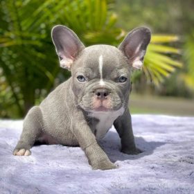 french bulldogs for sale miami