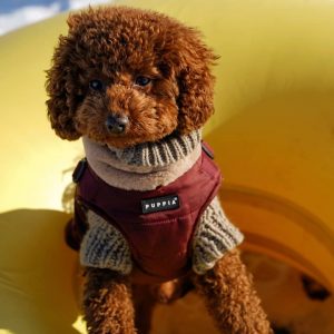 apricot toy poodle puppies