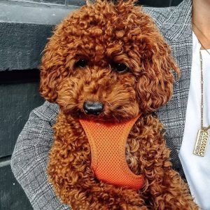 terrier poodle mix puppies