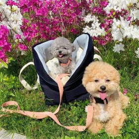 bichon-poodle mix puppies bichon-poodle mix puppies