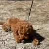 pomeranian poodle mixed puppies