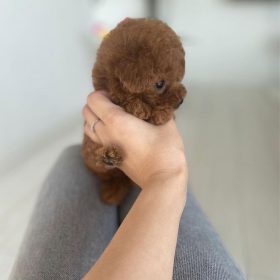 shih tzu poodle puppies shih tzu poodle puppies
