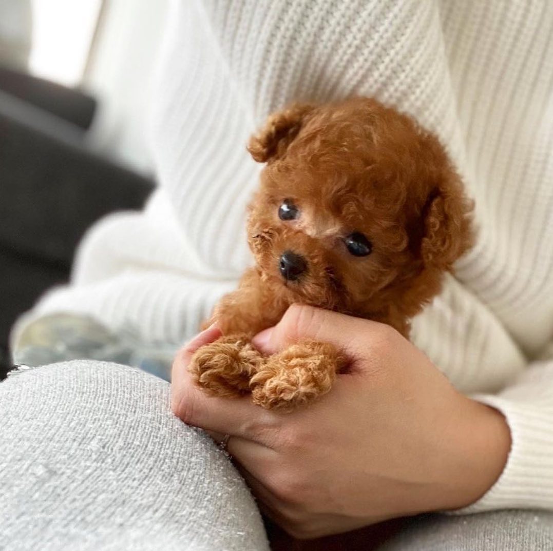 poodle puppies for adoption poodle puppies for adoption