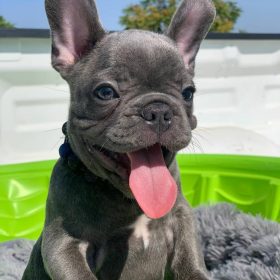 frenchies for sale