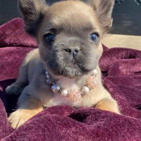 french bulldog puppies for adoption