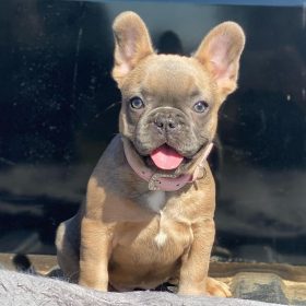 french bulldog puppies ohio french bulldog puppies ohio