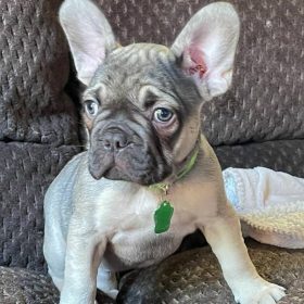 french bulldog puppies near me