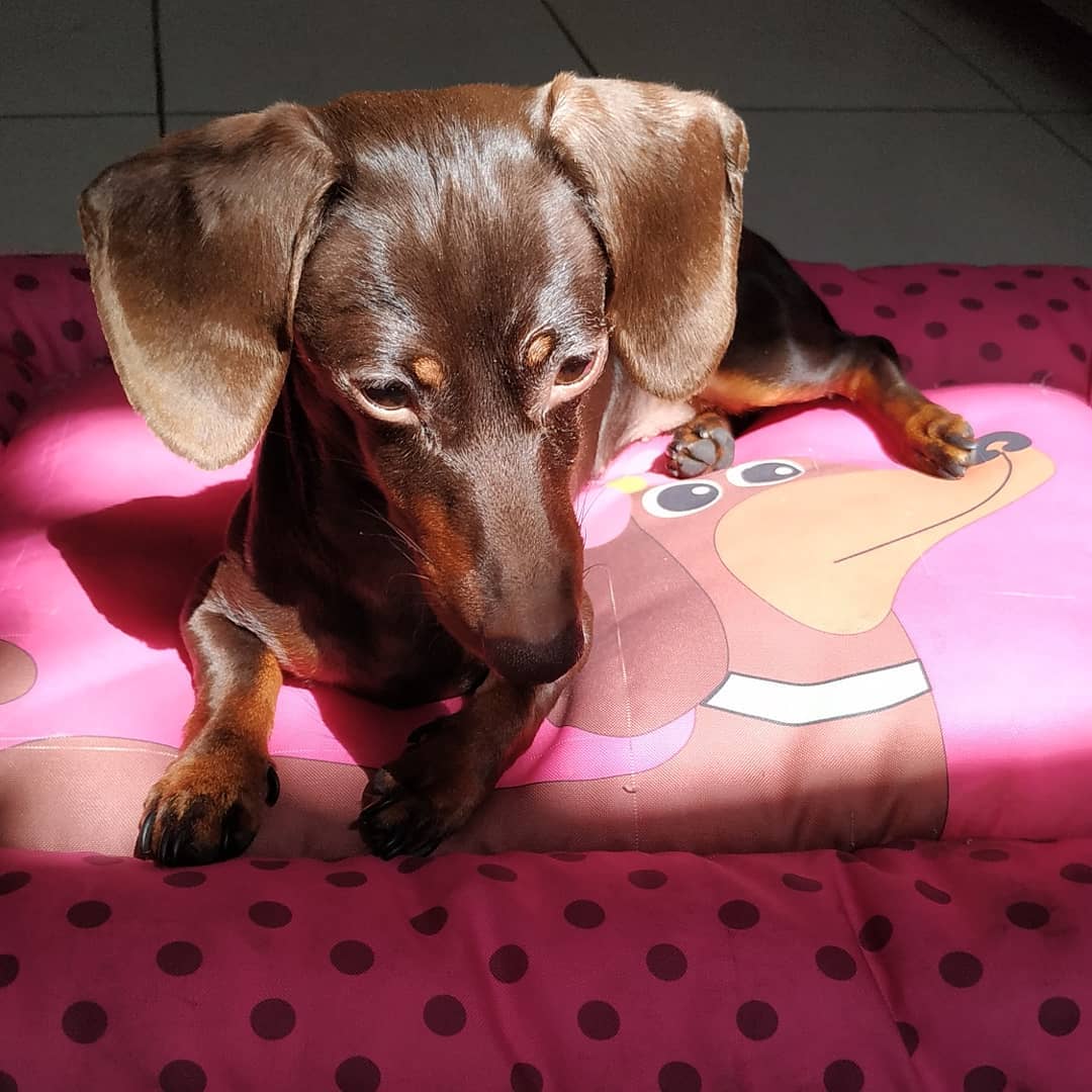 dachshund puppies for sale chicago dachshund puppies for sale chicago