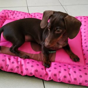 cheap dachshund puppies for sale