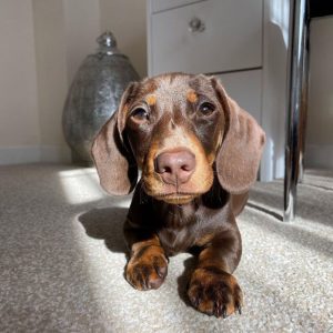white dachshund puppies
