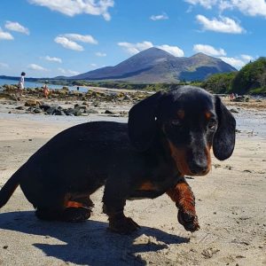 cute dachshund puppies