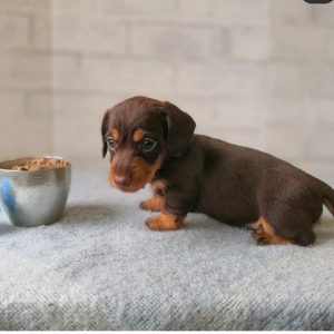 teacup dachshund puppies