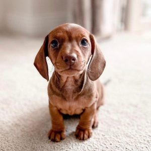 mini dachshund puppies