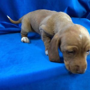 dachshund puppies for sale