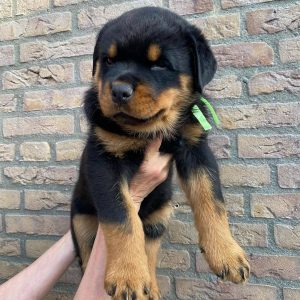 blue german shepherd puppies for sale