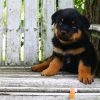 german rottweiler