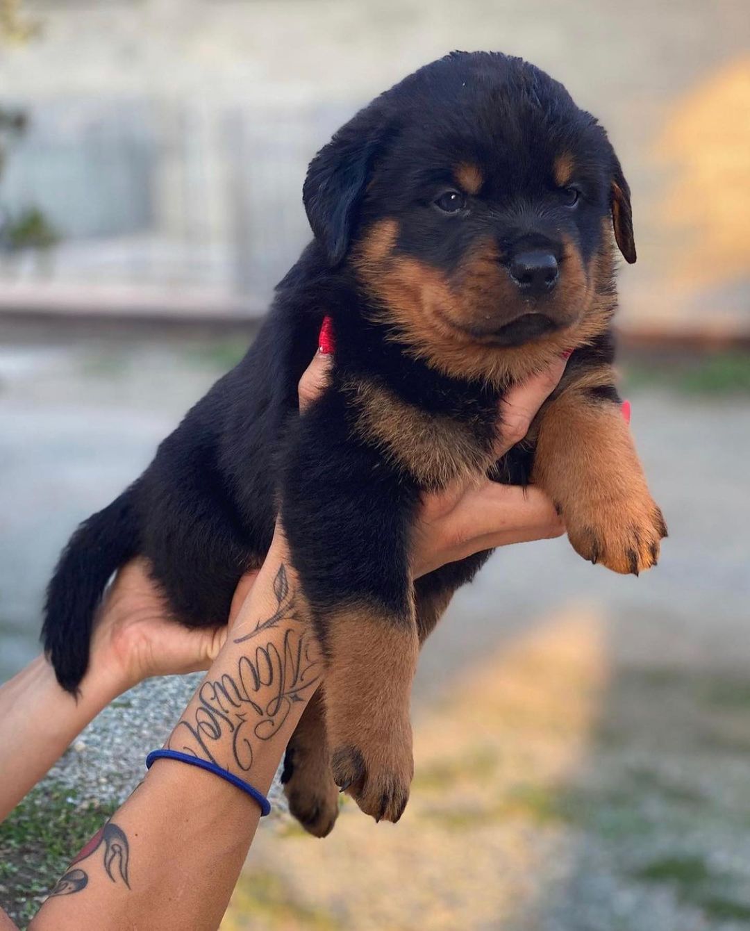 rottweiler for adoption rottweiler for adoption