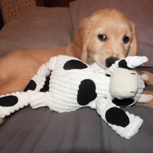 puppy golden retriever