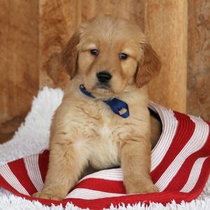 golden retriever cost