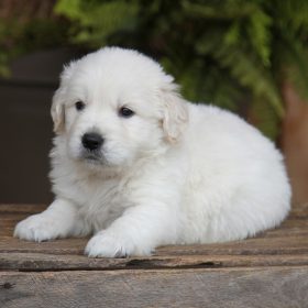 golden retriever