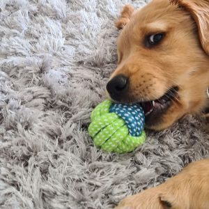 akc golden retriever