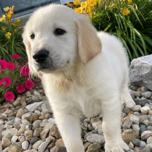 golden retriever hypoallergenic