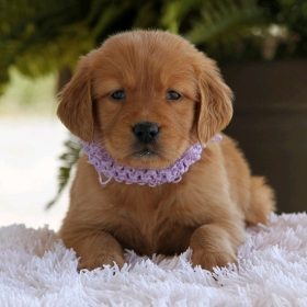 cheap golden retriever puppies for sale