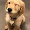 golden retriever puppies Texas