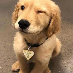 golden retriever puppies Texas