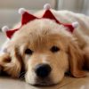 Golden retriever puppies price