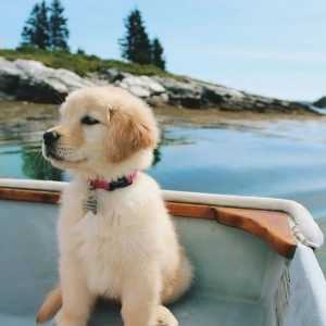 golden retriever shepherd mix