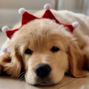 Golden retriever puppies price