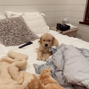 mini golden retriever for sale