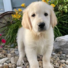 buy golden retriever