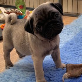how much are pug puppies how much are pug puppies