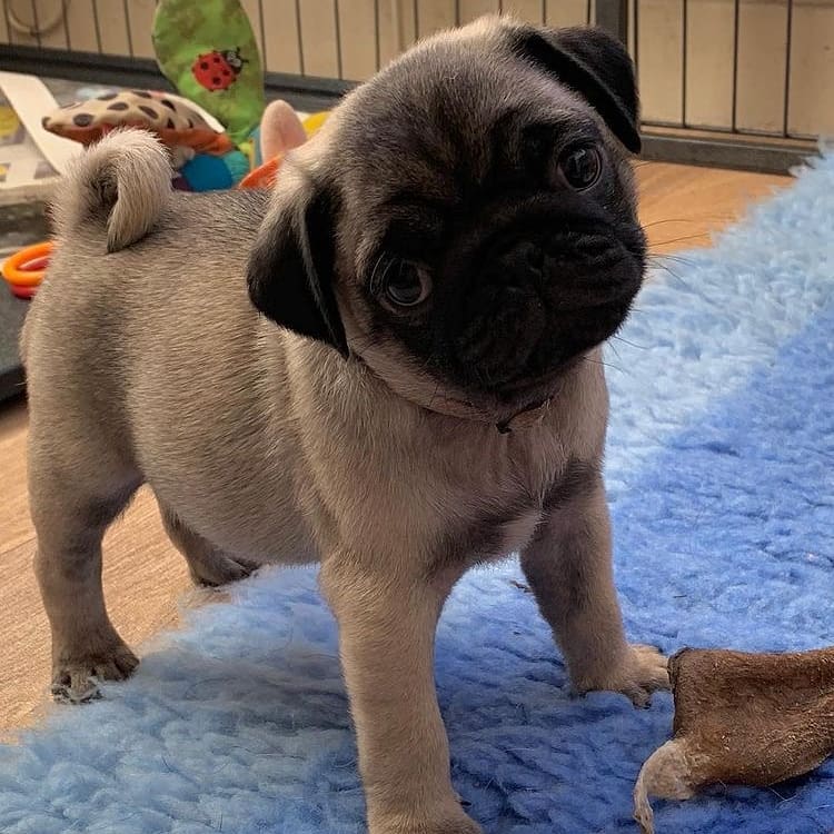 how much are pug puppies how much are pug puppies