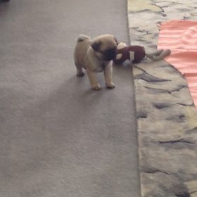 pure breed pug puppies pure breed pug puppies