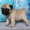 adorable pug puppies