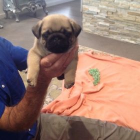 pug puppies colorado pug puppies colorado