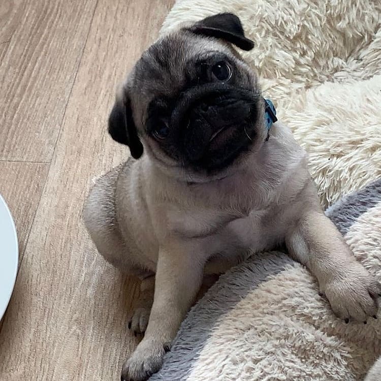 frenchie pug puppies for sale frenchie pug puppies for sale