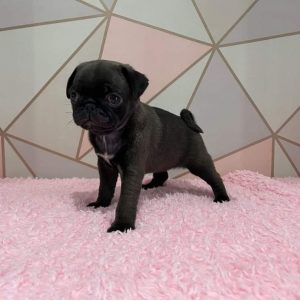 cute pug puppies