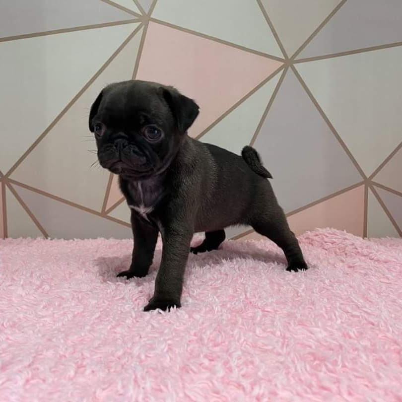 cute pug puppies cute pug puppies
